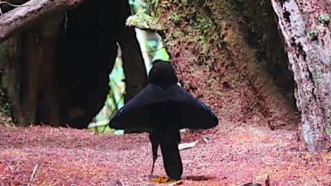 bird dance in the wild