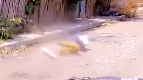 funny video