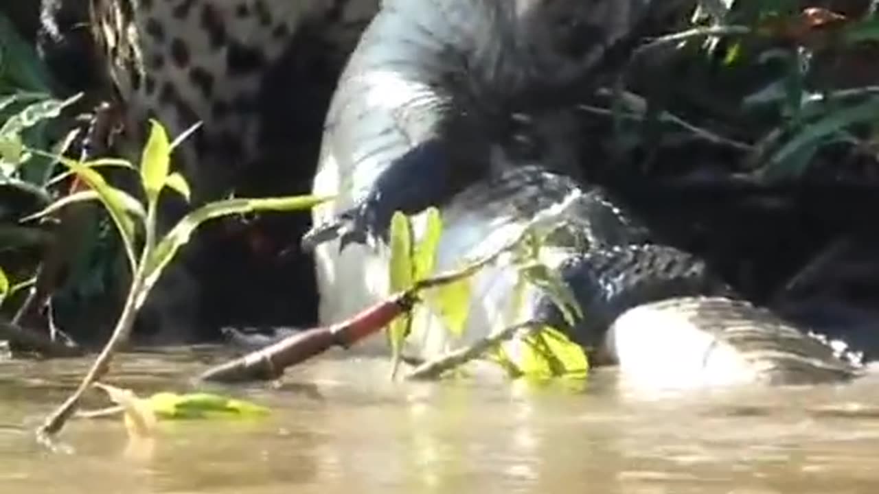 Cheetah vs crocodile 🐊