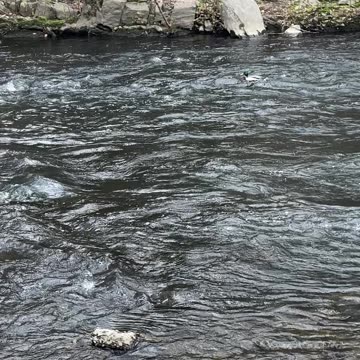 Duck Over Rapids at New York Botanical Garden