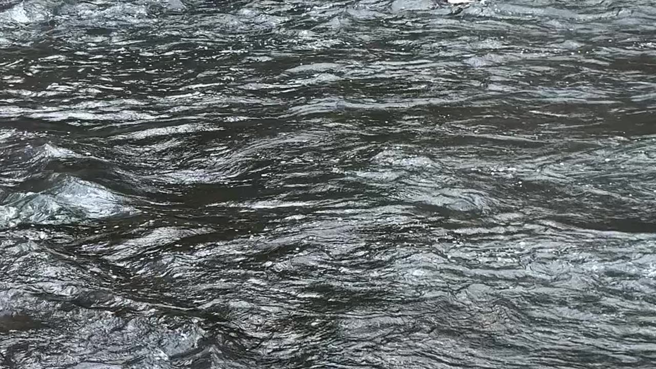 Duck Over Rapids at New York Botanical Garden