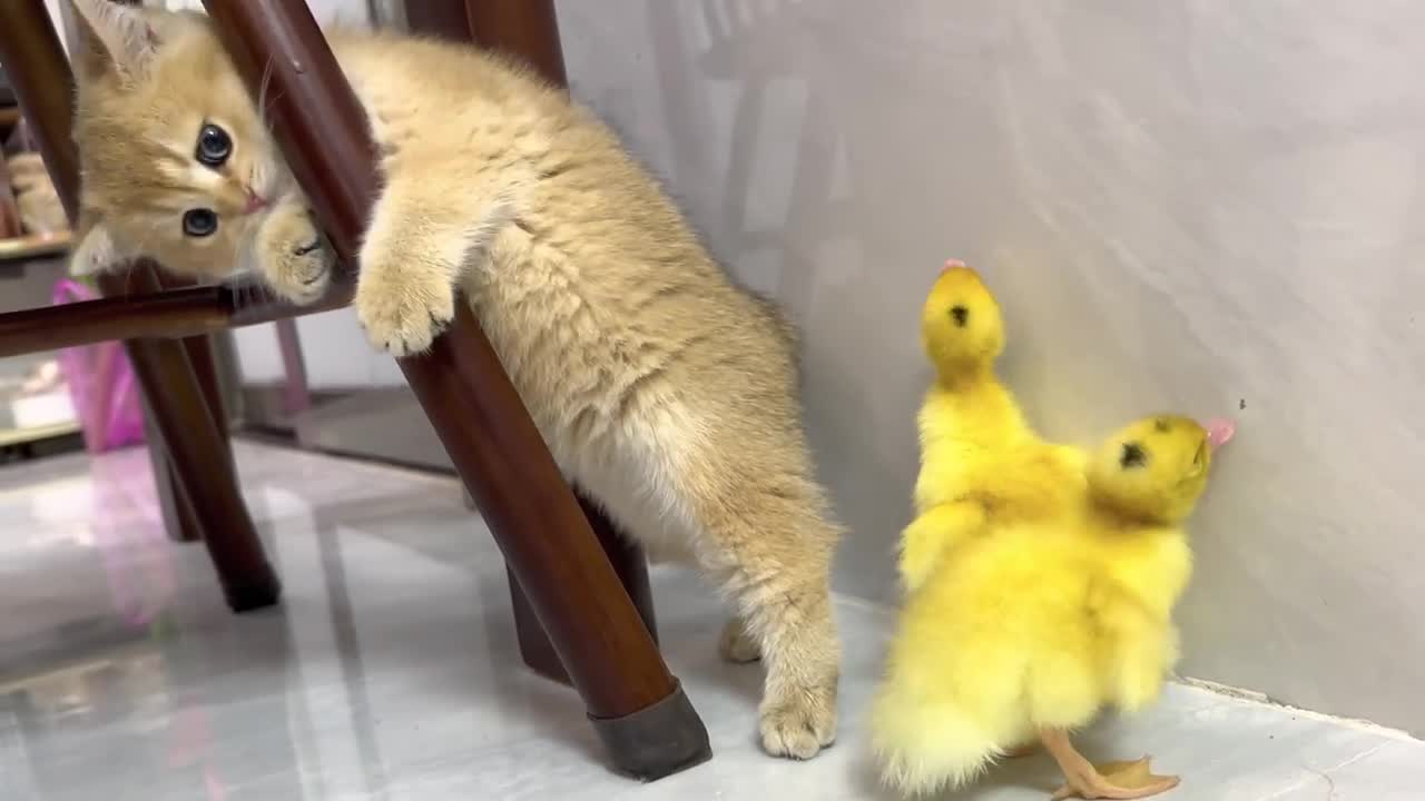 Cute kitten invites ducklings to play together!