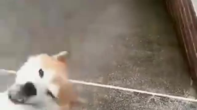 Funny Dog | Funny puppy #shorts #54