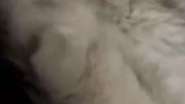 1.Cats and dogs _ cats meowing _ cats funny videos #shorts