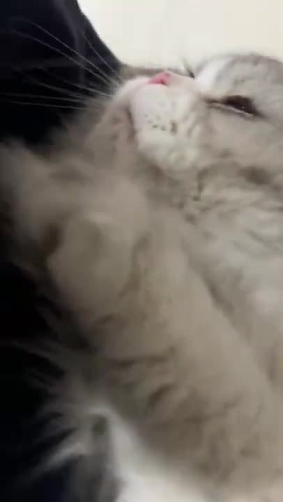 1.Cats and dogs _ cats meowing _ cats funny videos #shorts