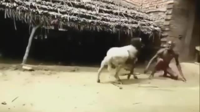 Funny video | Old man's fight with goat.