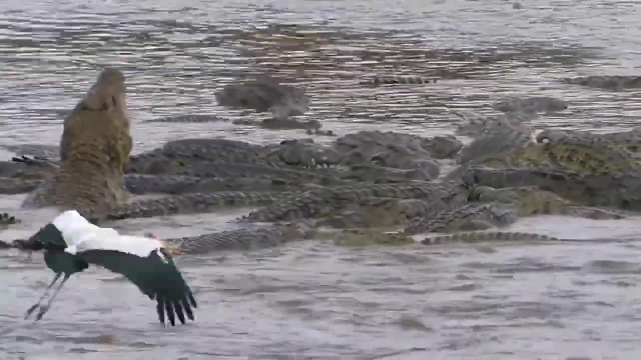 Zebra's Tragic River Crossing: A Tale of Courage and Loss in the African Wilderness