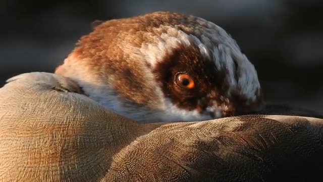 Egyptian Goose Water Bird Wildlife Animal Feathe