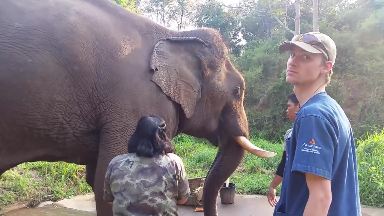 Terrifying Elephant Roar