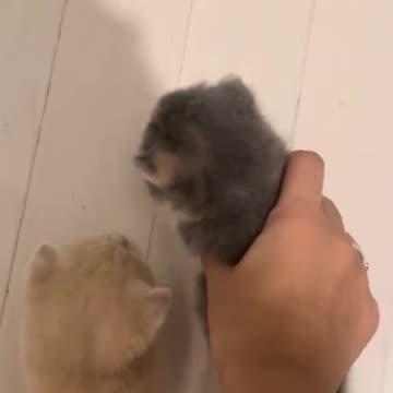 Two Fat Kittens: Cuteness Overload