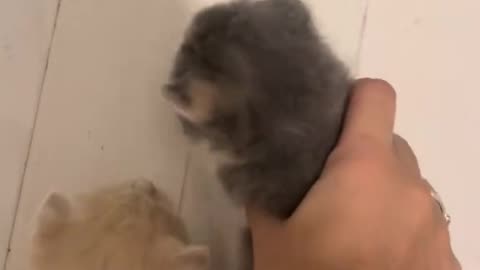 Two Fat Kittens: Cuteness Overload