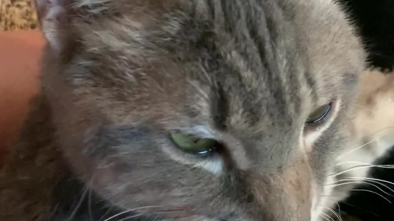 Cat Flicks Tongue When Scratched