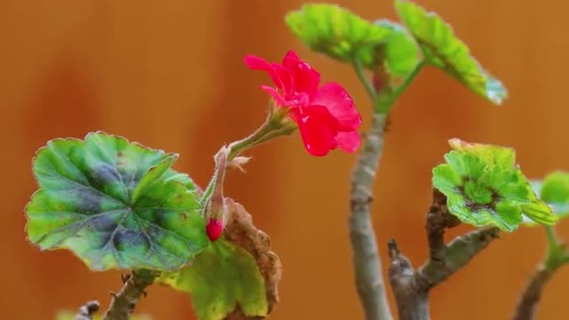 Bright red flowers