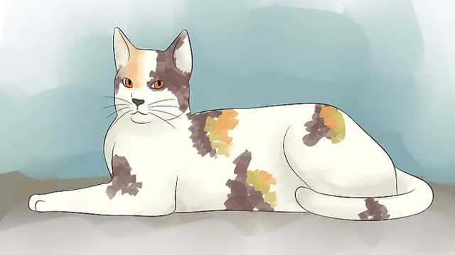 How to breed cats