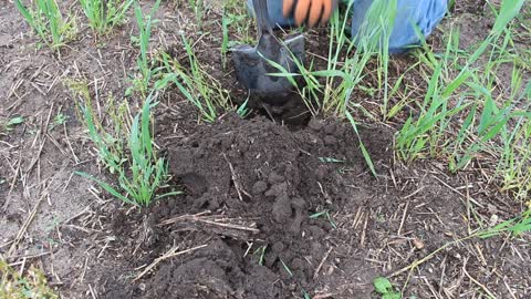 Metal Detecting Genealogy