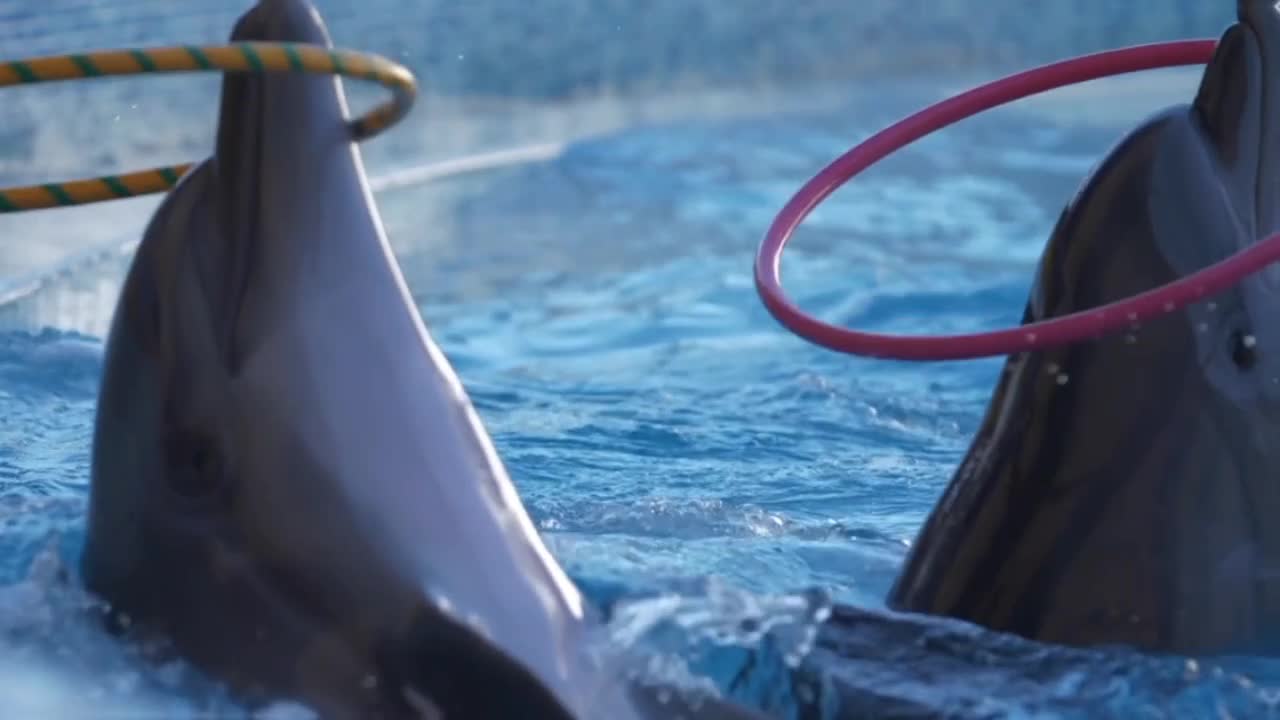 Toddler Dolphin playing in the swiming pool