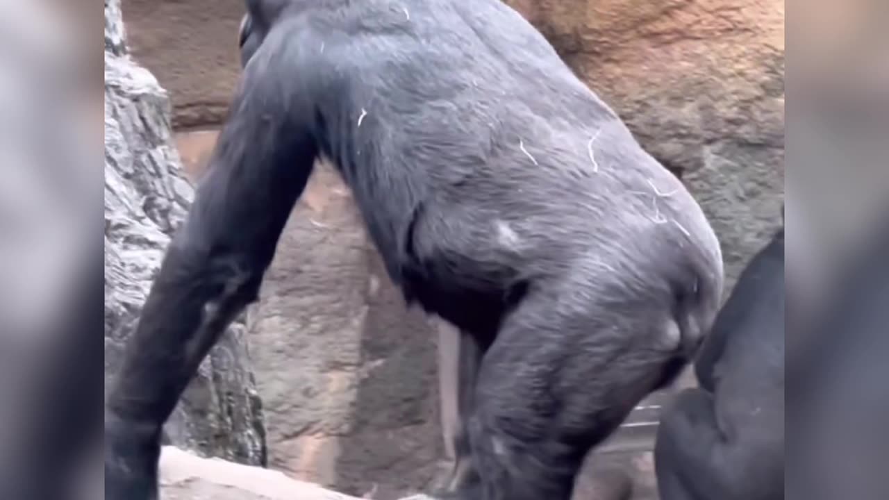 Chimpanzee playing game in soil