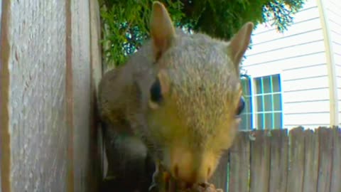 Squirrel decides to check out your nose.