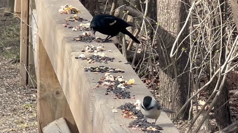 Redwinged Black bird