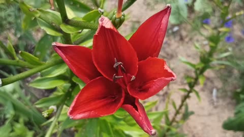 Wood Lily