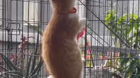 Animal fanny video