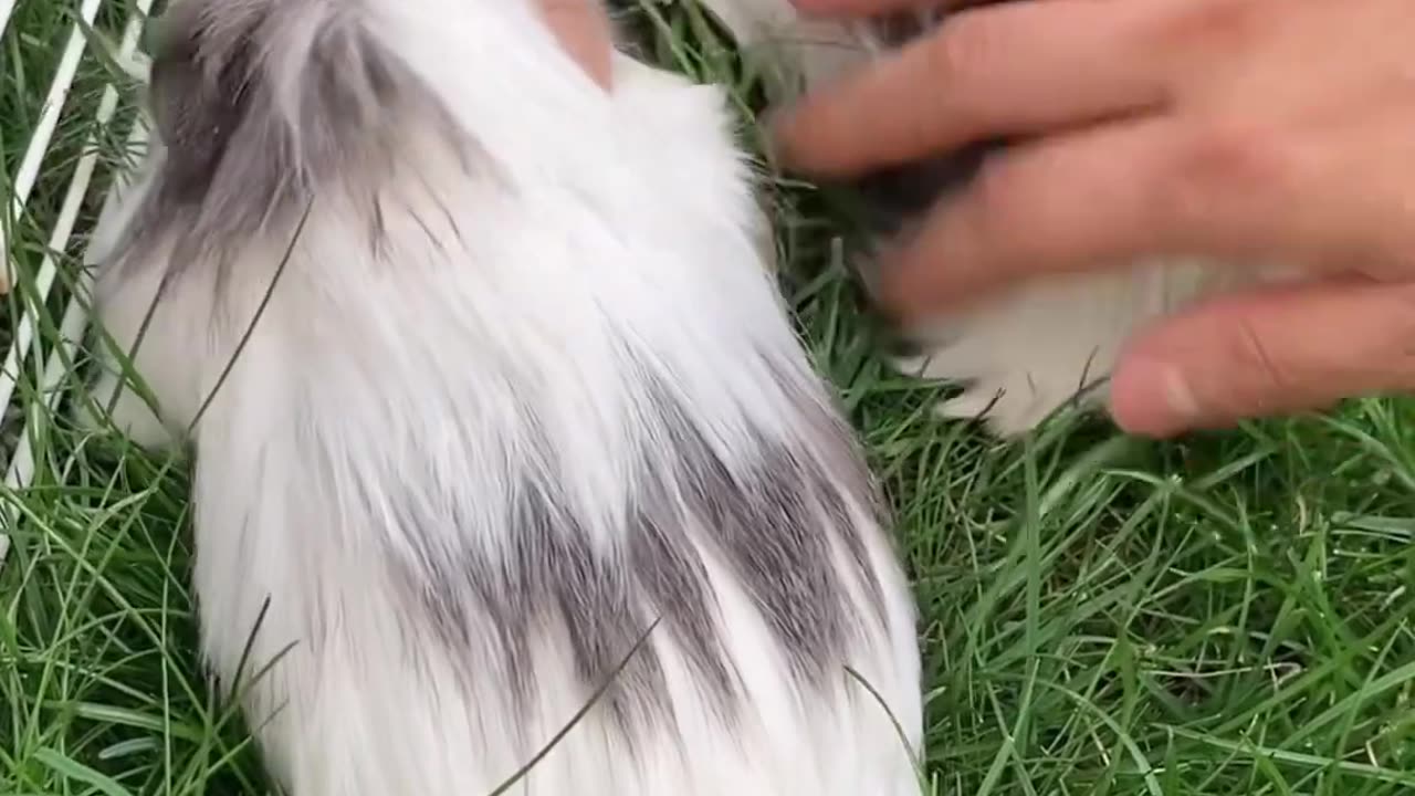 #Patting #baby #Guinea# pig #brothers