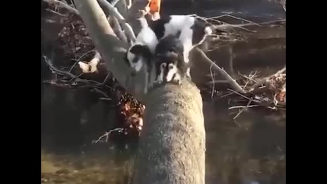 Cute Pets Funny Moments