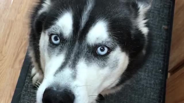 Wife’s husky