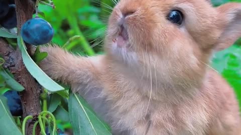 Rabbit eats bursting blueberries cutepet Rabbit