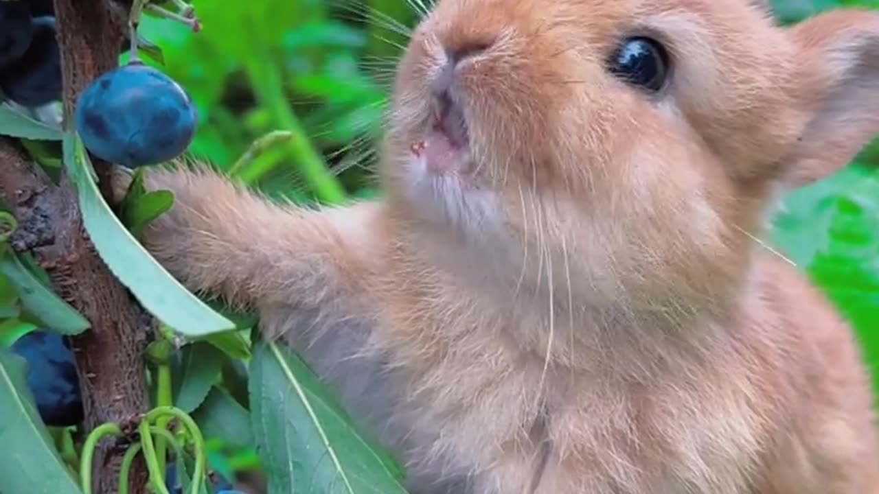 Rabbit eats bursting blueberries cutepet Rabbit