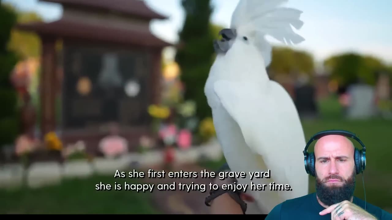 Terrifying Encounter: Bird Reacts to Eerie Screams From a Grave (WARNING: Creepy Footage!)