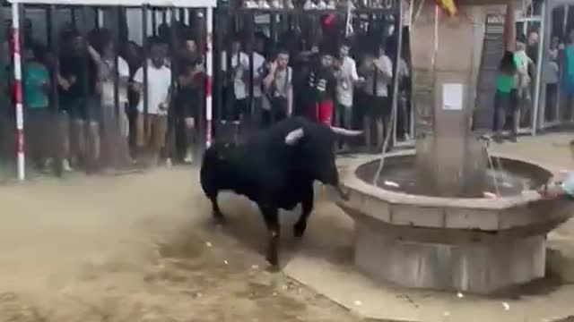 Bull Fight