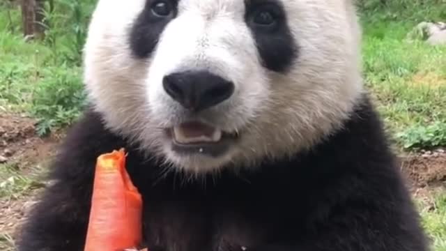 Panda Cute Video