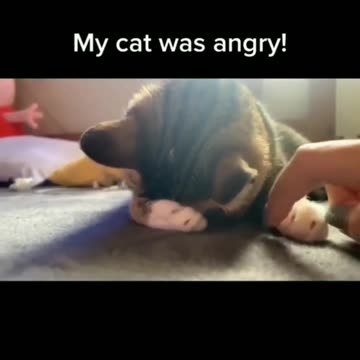 When my cat 😾 was angry 😂 Joy Funny Factory