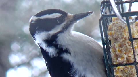 Hairy Woodpecker