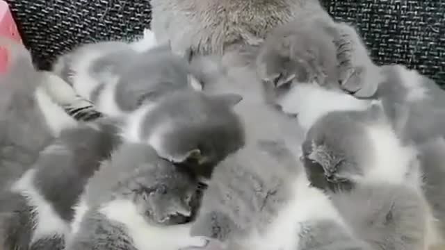 Mother cat with his babies