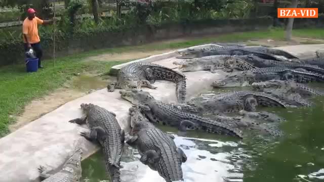 Crocodiles Feeding In The Crocodile Farm