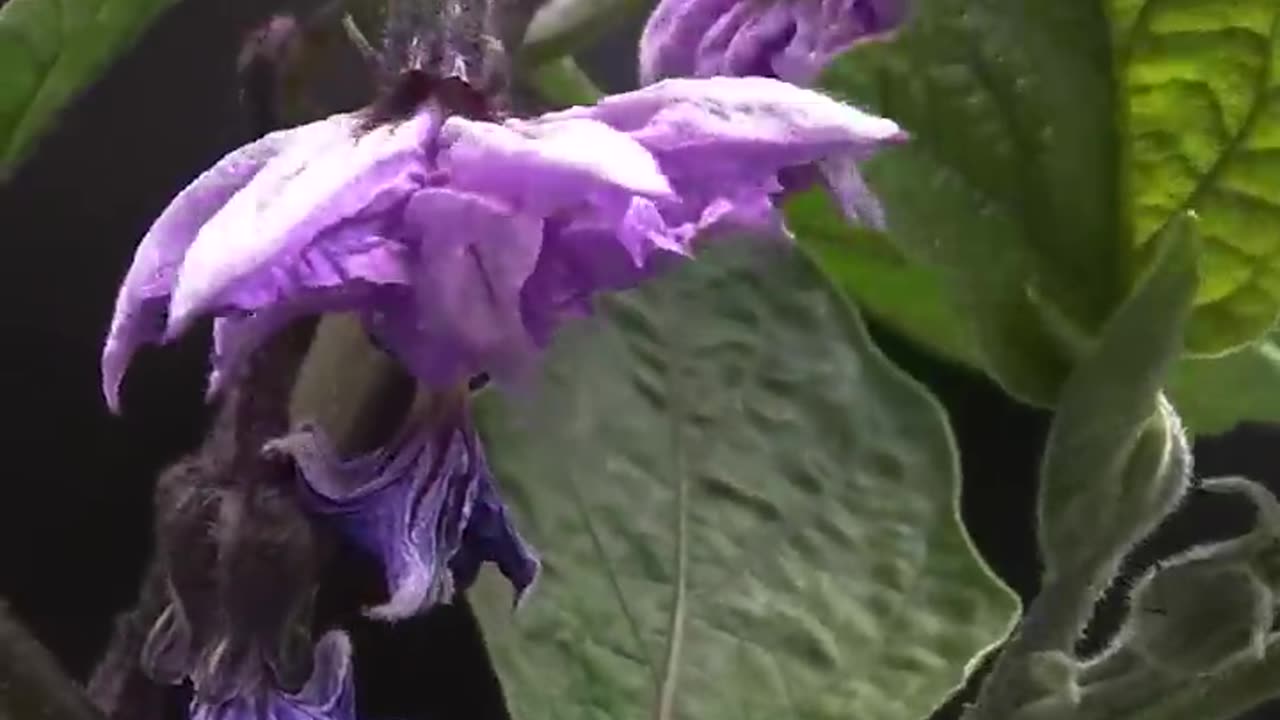 capsicum tree grow