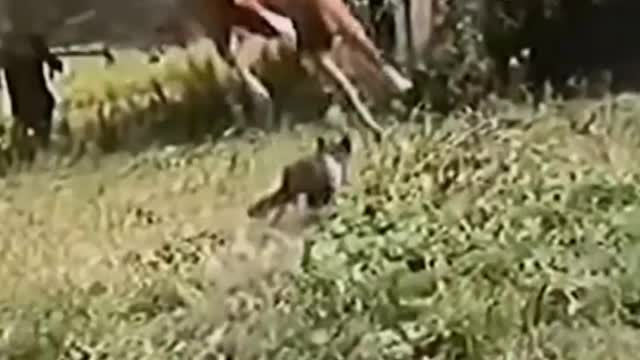 funny and funny animals