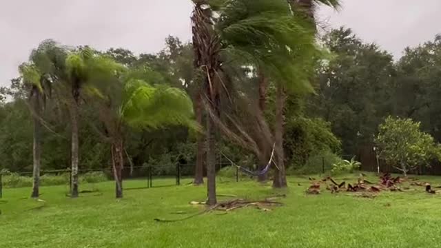 These trees are barely holding on