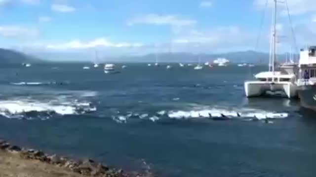 Dolphins running from something