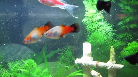 Platy (Platies) fish breeding ritual