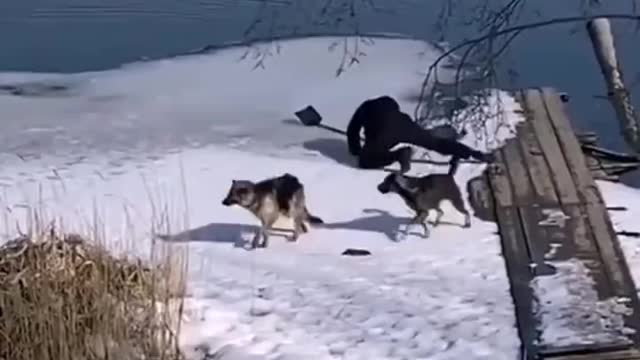 Dog rescued from frozen lake.