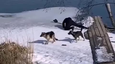 Dog rescued from frozen lake.