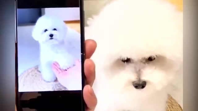 Dogs Are the Best | They make you laugh