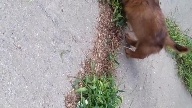 Cute Red Dachshund Puppy Playing Outside