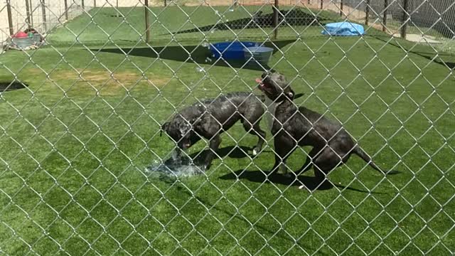 Another Day at the Rescue Water Playland