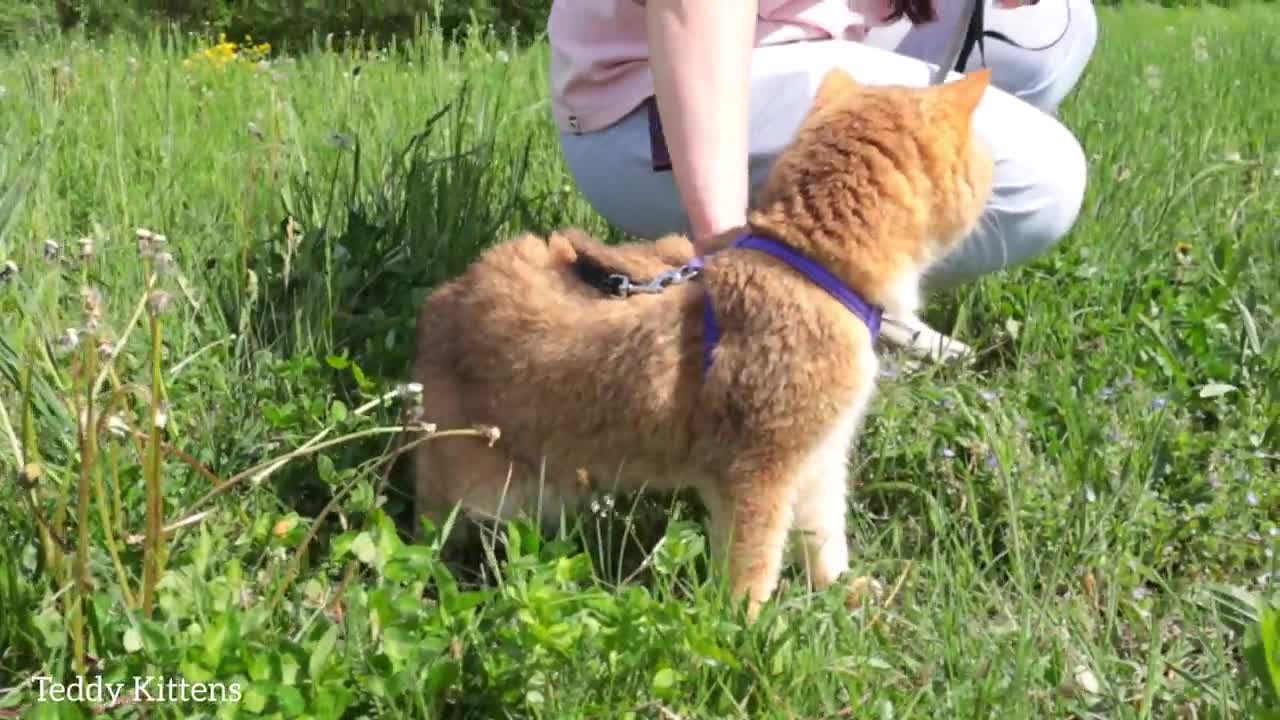 Journey of the cat William to the river