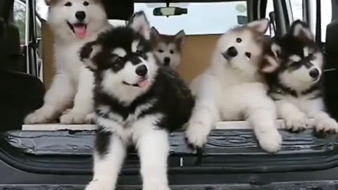 So Cute - puppies