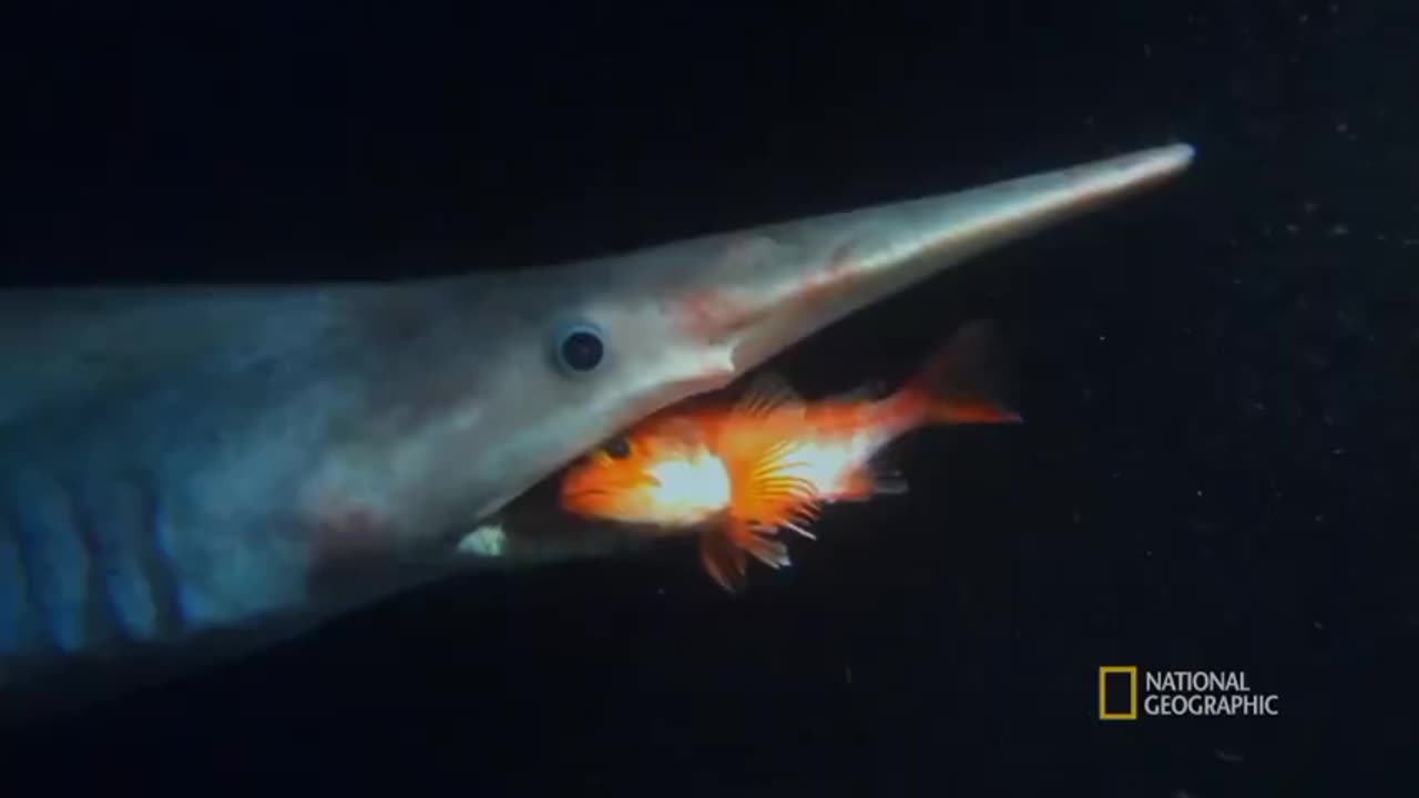 Meet the Goblin Shark - Fastest Jaws in the Ocean